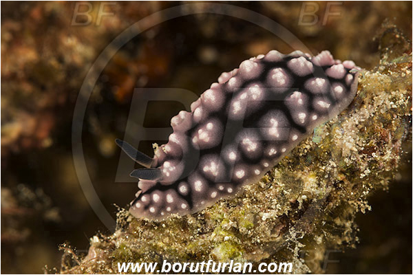 Pura, Alor, Indonesia, Phyllidiella pustulosa, Phyllidiella, Phyllidiidae, Pimply phyllid nudibranch, Nudibranch, Gastropoda, Mollusca, Mollusc