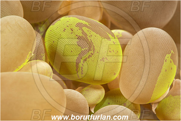 Pura, Alor, Indonesia, Plerogyra sinuosa, Plerogyra, Scleractinia, Bubble coral, Coral, Cnidaria, Cnidarian, Abstract