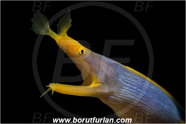Pura, Alor, Indonesia, Rhinomuraena quaesita, Rhinomuraena, Muraenidae, Ribbon eel, Ribbon moray, Moray, Fish, Portrait