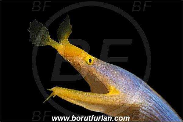 Pura, Alor, Indonesia, Rhinomuraena quaesita, Rhinomuraena, Muraenidae, Ribbon eel, Ribbon moray, Moray, Fish, Portrait