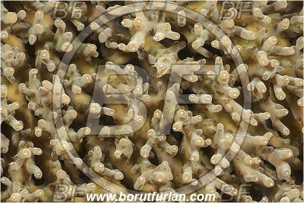 Pantar, Alor, Indonesia, Acropora sp., Acropora, Acroporidae, Coral, Anthozoa, Cnidaria, Cnidarian, Abstract