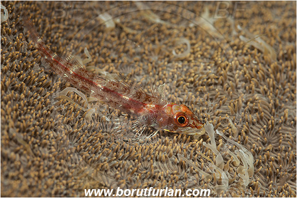 Pura, Alor, Indonesia, Gobiidae, Goby, Fish, Unidentified