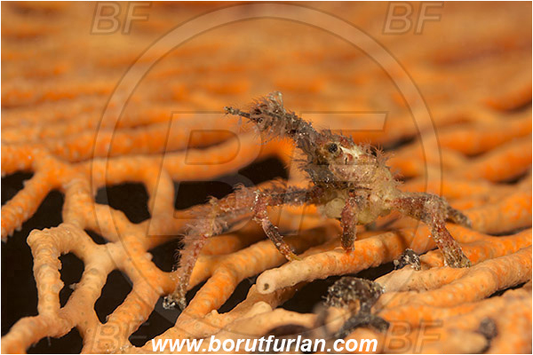 Pura, Alor, Indonesia, Naxioides sp., Naxioides, Epialtidae, Decapoda, Decorater Crab, Crab, Crustacea, Crustacean