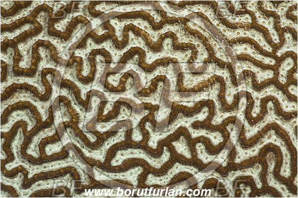 Pantar, Alor, Indonesia, Platygyra daedalea, Platygyra, Merulinidae, Coral, Lesser valley coral, Anthozoa, Cnidaria, Cnidarian, Abstract
