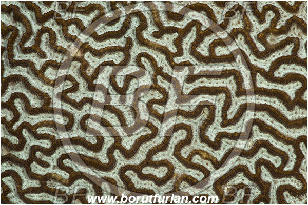 Pantar, Alor, Indonesia, Platygyra daedalea, Platygyra, Merulinidae, Coral, Lesser valley coral, Anthozoa, Cnidaria, Cnidarian, Abstract