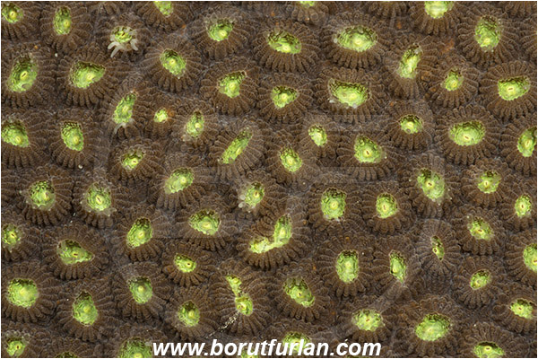Pantar, Alor, Indonesia, Favia sp., Favia, Faviidae, Coral, Anthozoa, Cnidaria, Cnidarian, Abstract