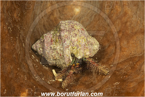 Pantar, Alor, Indonesia, Dardanus sp., Dardanus, Diogenidae, Hermit Crab, Decapoda, Crustacea, Crustacean