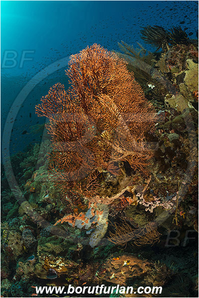 Pura, Alor, Indonesia, Melithaea sp., Melithaea, Melithaeidae, Sea fan, Coral, Cnidaria, Cnidarian, Reef