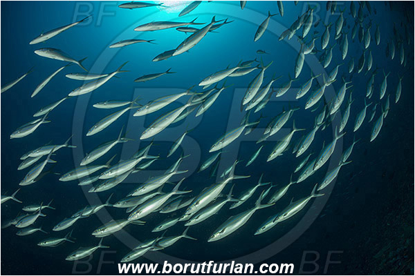 Pura, Alor, Indonesia, Elagatis bipinnulata, Elagatis, Carangidae, Rainbow runner, Trevally, Jack, Fish, Fish school, Reef
