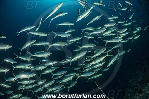 Pura, Alor, Indonesia, Elagatis bipinnulata, Elagatis, Carangidae, Rainbow runner, Trevally, Jack, Fish, Fish school, Reef