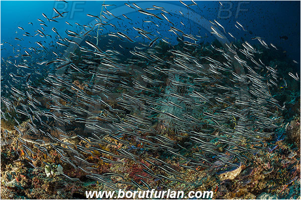 Pura, Alor, Indonesia, Plotosus lineatus, Plotosus, Plotosidae, Striped eel catfish, Catfish, Fish, Fish school, Reef