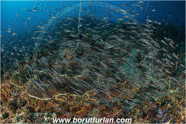 Pura, Alor, Indonesia, Plotosus lineatus, Plotosus, Plotosidae, Striped eel catfish, Catfish, Fish, Fish school, Reef