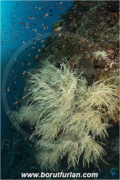 Pura, Alor, Indonesia, Antipathes sp., Antipathes, Antipathidae, Black coral, Coral, Anthozoa, Cnidaria, Cnidarian, Reef