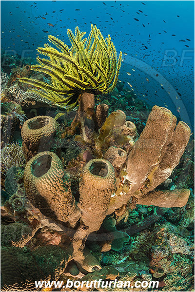 Pura, Alor, Indonesia, Diacarnus spinipoculum, Diacarnus, Podospongiidae, Sponge, Porifera, Comaster schlegelii, Comaster, Comatulidae, Feather star, Crinoidea, Echinoderm, Echinodermata, Reef