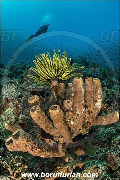 Pura, Alor, Indonesia, Diacarnus spinipoculum, Diacarnus, Podospongiidae, Sponge, Porifera, Comantheria briareus, Comantheria, Comatulidae, Feather star, Crinoidea, Echinoderm, Echinodermata, Reef