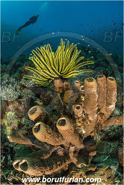 Pura, Alor, Indonesia, Diacarnus spinipoculum, Diacarnus, Podospongiidae, Sponge, Porifera, Comantheria briareus, Comantheria, Comatulidae, Feather star, Crinoidea, Echinoderm, Echinodermata, Reef, Diver