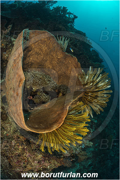 Ternate, Alor, Indonesia, Diacarnus sp., Diacarnus, Podospongiidae, Sponge, Porifera, Comantheria briareus, Comantheria, Comatulidae, Feather star, Crinoidea, Echinoderm, Echinodermata, Reef