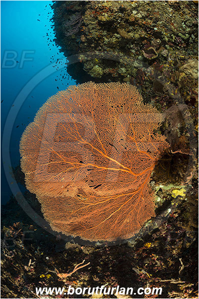 Ternate, Alor, Indonesia, Annella mollis, Annella, Subergorgiidae, Gorgonian Sea Fan, Giant Sea Fan, Gorgonia, Anthozoa, Cnidaria, Cnidarian, Reef, Wall
