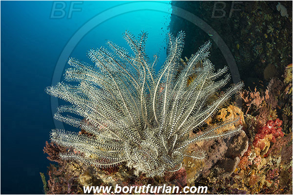 Ternate, Alor, Indonesia, Comaster schlegelii, Comaster, Comatulidae, Feather star, Crinoidea, Echinoderm, Echinodermata, Reef