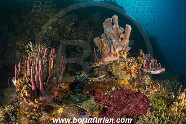 Ternate, Alor, Indonesia, Kallypilidion sp., Kallypilidion, Chalinidae, Tube sponge, Oceanapia amboinensis, Oceanapia, Phloeodictyidae, Sponge, Porifera, Reef