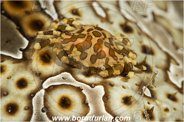 Pantar, Alor, Indonesia, Lissocarcinus orbicularis, Lissocarcinus, Portunidae, Decapoda, Sea Cucumber Crab, Crab, Crustacea, Crustacean