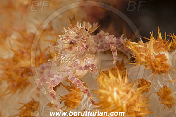 Pantar, Alor, Indonesia, Hoplophrys oatesii, Hoplophrys, Epialtidae, Decapoda, Soft Coral Crab, Crab, Crustacea, Crustacean