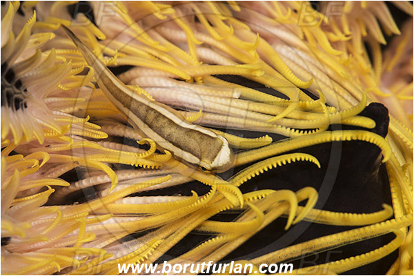 Pantar, Alor, Indonesia, Discotrema crinophilum, Discotrema, Gobiesocidae, Crionoid Clingfish, Clingfish, Fish