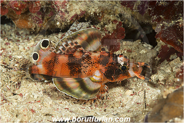 Pantar, Alor, Indonesia, Dendrochirus biocellatus, Dendrochirus, Scorpaenidae, Twospot turkeyfish, Twinspot lionfish, Scorpionfish, Fish