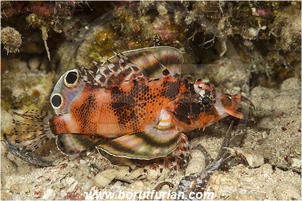 Pantar, Alor, Indonesia, Dendrochirus biocellatus, Dendrochirus, Scorpaenidae, Twospot turkeyfish, Twinspot lionfish, Scorpionfish, Fish