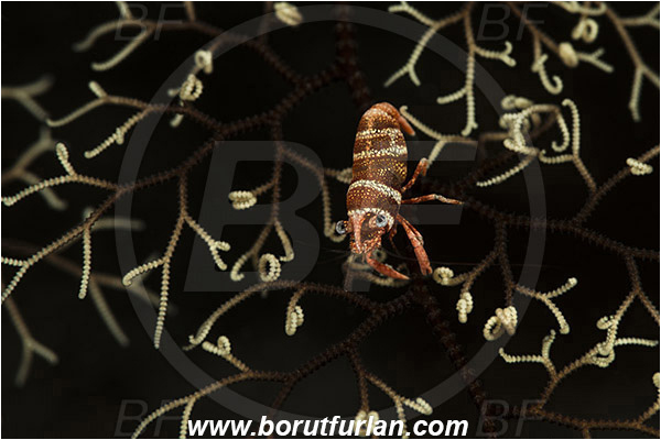 Pantar, Alor, Indonesia, Lipkemenes lanipes, Lipkemenes, Palaemonidae, Decapoda, Basket star shrimp, Shrimp, Crustacea, Crustacean