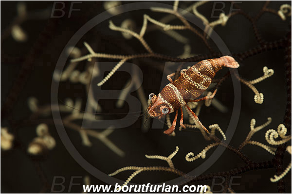 Pantar, Alor, Indonesia, Lipkemenes lanipes, Lipkemenes, Palaemonidae, Decapoda, Basket star shrimp, Shrimp, Crustacea, Crustacean
