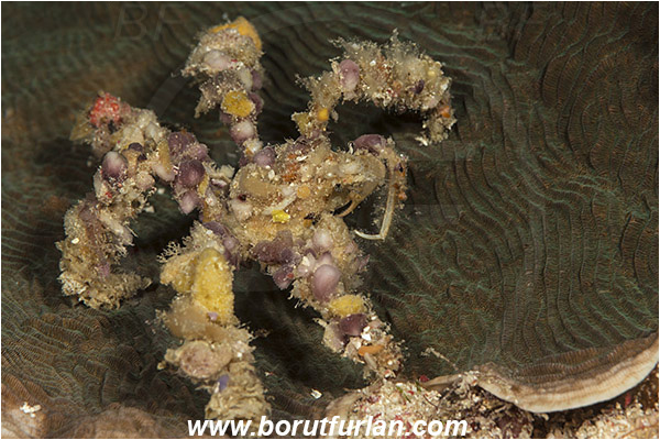 Pantar, Alor, Indonesia, Camposcia retusa, Camposcia, Decorator crab, Crab, Inachidae, Decapoda, Crustacea, Crustacean