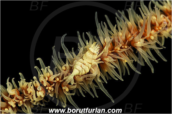Pantar, Alor, Indonesia, Pontonides sp., Pontonides, Palaemonidae, Decapoda, Whip Coral Shrimp, Shrimp, Crustacea, Crustacean