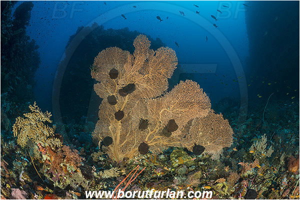 Pantar, Alor, Indonesia, Annella mollis, Annella, Subergorgiidae, Gorgonian Sea Fan, Giant Sea Fan, Gorgonia, Anthozoa, Cnidaria, Cnidarian, Reef