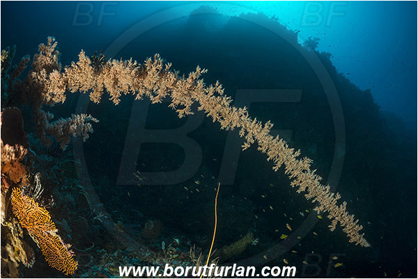 Pantar, Alor, Indonesia, Soft coral, Coral, Cnidaria, Cnidarian, Reef, Unidentified