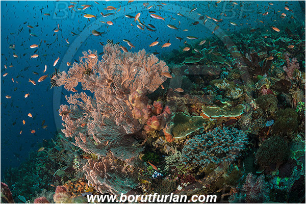 Pantar, Alor, Indonesia, Melithaea sp., Melithaea, Melithaeidae, Sea fan, Coral, Cnidaria, Cnidarian, Reef, Fish school
