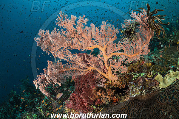 Pantar, Alor, Indonesia, Melithaea sp., Melithaea, Melithaeidae, Sea fan, Coral, Cnidaria, Cnidarian, Reef, Fish school
