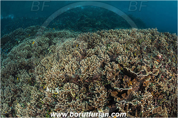 Pantar, Alor, Indonesia, Acropora sp., Acropora, Acroporidae, Anthozoa, Cnidaria, Cnidarian, Acropora Stone Coral, Coral, Reef