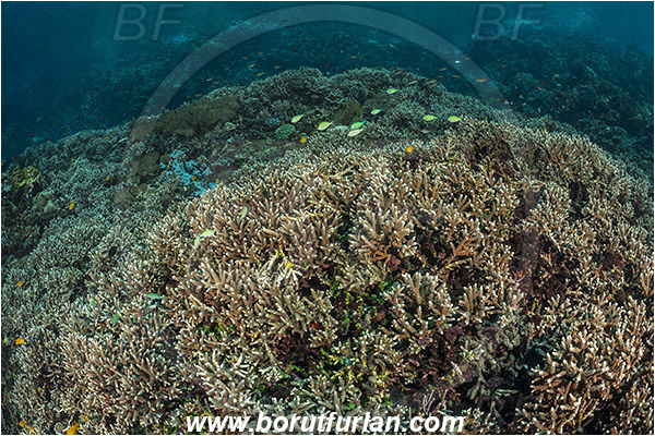 Pantar, Alor, Indonesia, Acropora sp., Acropora, Acroporidae, Anthozoa, Cnidaria, Cnidarian, Acropora Stone Coral, Coral, Reef