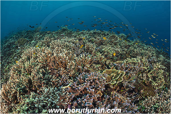 Pantar, Alor, Indonesia, Acropora sp., Acropora, Acroporidae, Anthozoa, Cnidaria, Cnidarian, Acropora Stone Coral, Coral, Reef