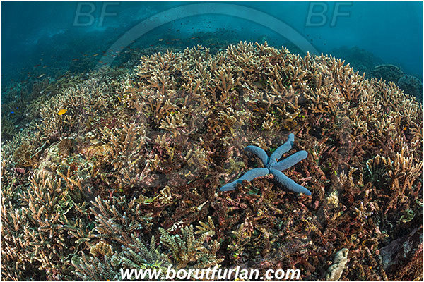 Pantar, Alor, Indonesia, Acropora sp., Acropora, Acroporidae, Anthozoa, Cnidaria, Cnidarian, Acropora Stone Coral, Coral, Linckia laevigata, Linckia, Asteroidea, Blue Starfish, Ophidiasteridae, Echinodermata, Echinoderm, Reef
