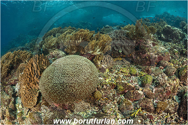 Pantar, Alor, Indonesia, Coral, Cnidaria, Cnidarian, Reef
