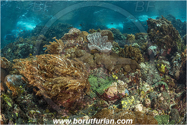 Pantar, Alor, Indonesia, Litophyton sp., Litophyton, Nephtheidae, Broccoli coral, Soft coral, Coral, Cnidaria, Cnidarian, Reef
