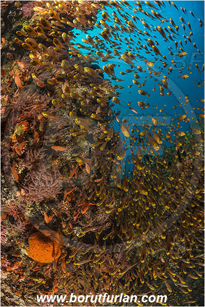 Pura, Alor, Indonesia, Parapriacanthus ransonneti, Parapriacanthus, Pempheridae, Glassfish, Glassy sweeper, Sweeper, Fish, Fish school, Reef