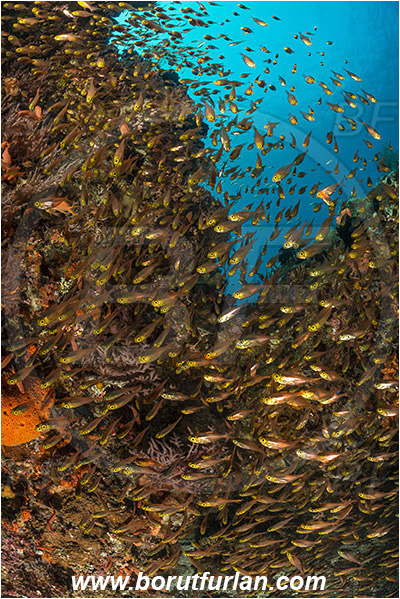 Pura, Alor, Indonesia, Parapriacanthus ransonneti, Parapriacanthus, Pempheridae, Glassfish, Glassy sweeper, Sweeper, Fish, Fish school, Reef