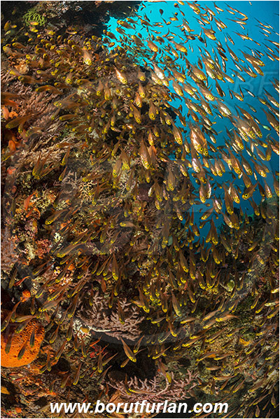 Pura, Alor, Indonesia, Parapriacanthus ransonneti, Parapriacanthus, Pempheridae, Glassfish, Glassy sweeper, Sweeper, Fish, Fish school, Reef