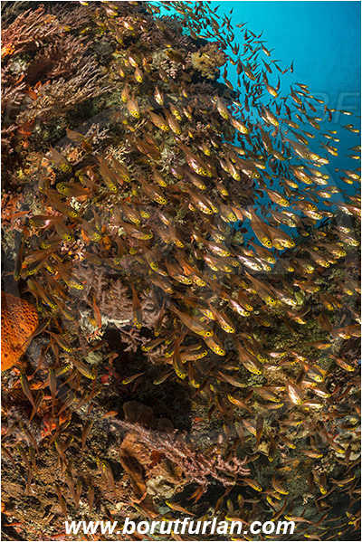 Pura, Alor, Indonesia, Parapriacanthus ransonneti, Parapriacanthus, Pempheridae, Glassfish, Glassy sweeper, Sweeper, Fish, Fish school, Reef