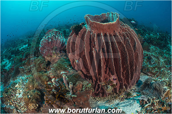 Pura, Alor, Indonesia, Xestospongia testudinaria, Xestospongia, Petrosiidae, Red Barrel Sponge, Sponge, Porifera, Reef