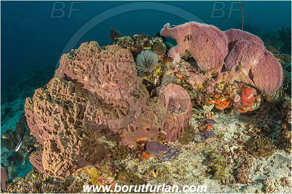 Pura, Alor, Indonesia, Callyspongia sp., Callyspongia, Callyspongiidae, Porifera, Vase Sponge, Sponge, Reef, Unidentified