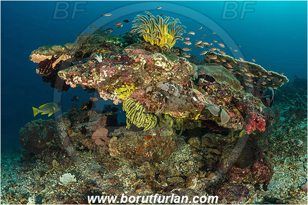 Pura, Alor, Indonesia, Reef